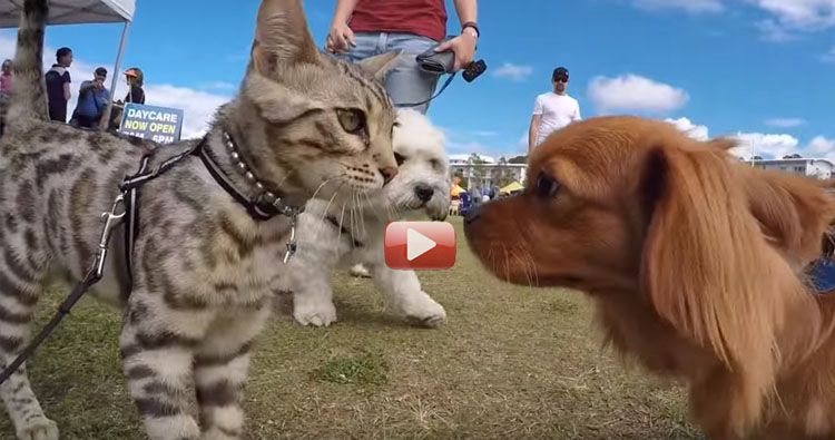 gato bengala sociable con perros video