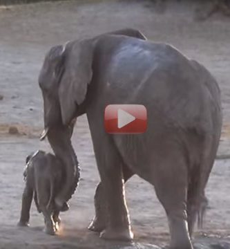 elefante bebe no quiere salir del agua video