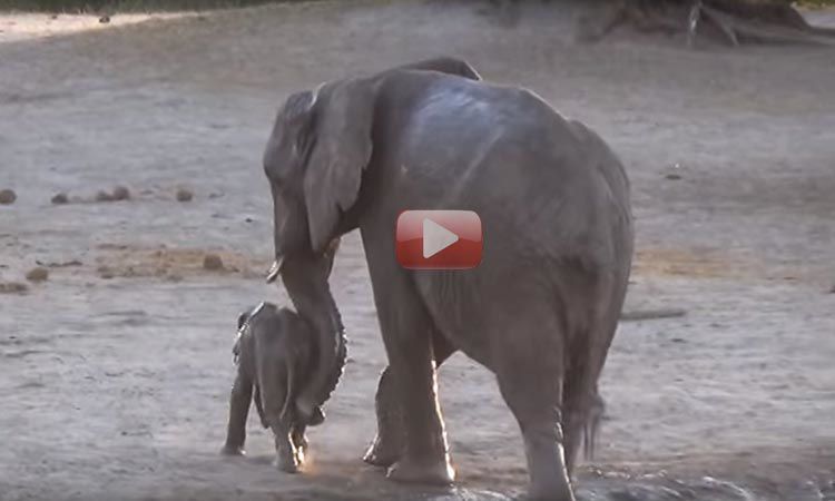 elefante bebe no quiere salir del agua video