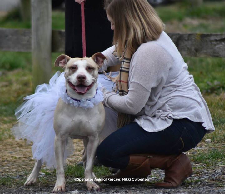 fotos de bodas de perros