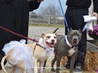 bodas de perros video