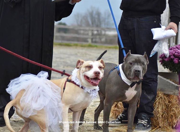 bodas de perros video