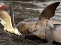delfines cazando en tierra firme