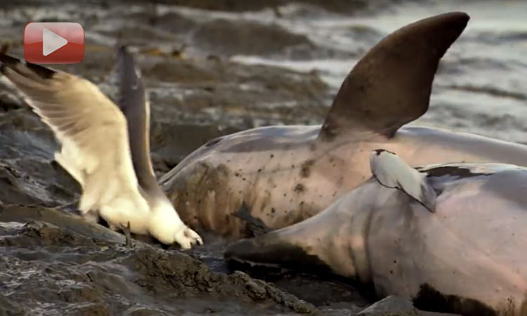 delfines cazando en tierra firme