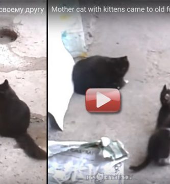 gata y gatitos jugando con perro