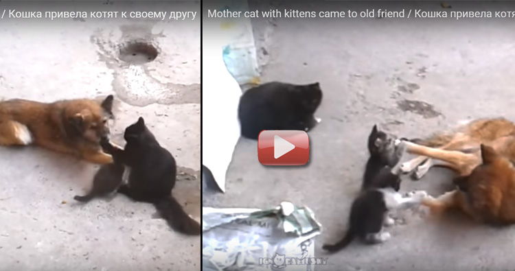 gata y gatitos jugando con perro