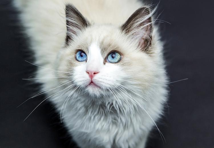 gata preñada bota sangre