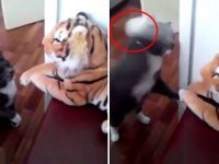 gatito pega a tigre peluche video