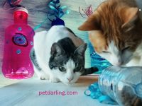 como hacer juguetes caseros para gatos