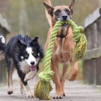 haz mordedores para perros