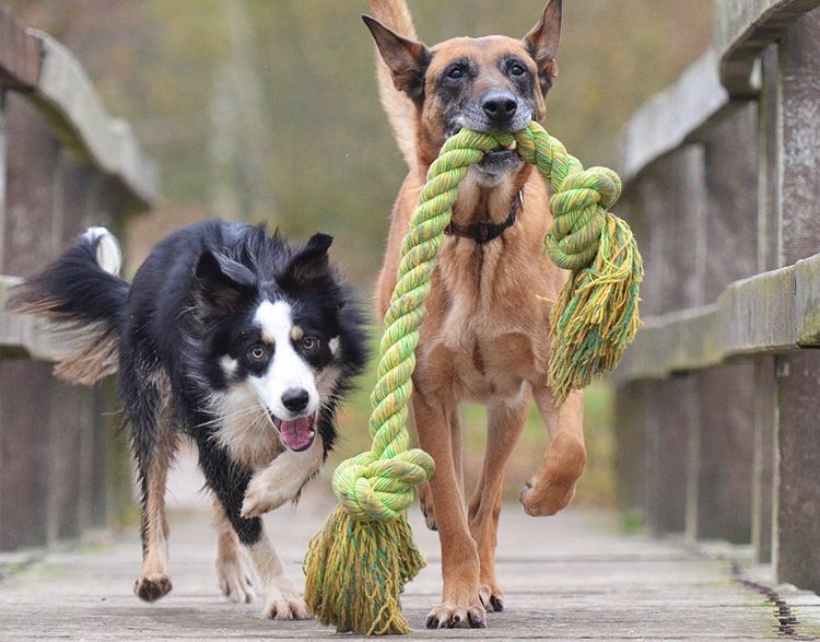 haz mordedores para perros