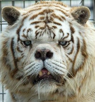 tigres blancos