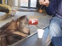orangutan truco de magia
