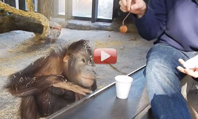 orangutan truco de magia