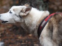 pechera para perros