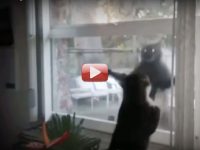 peleas de gatos