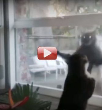 peleas de gatos