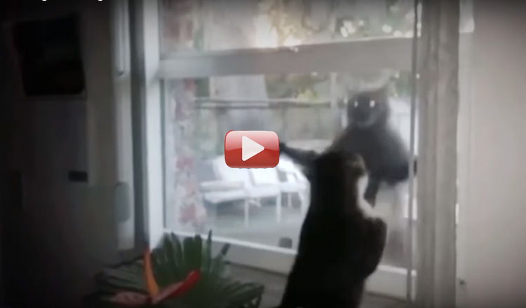 peleas de gatos
