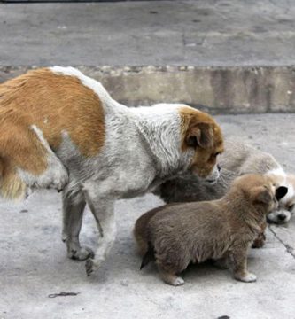 perra paralitica puede tener cachorros