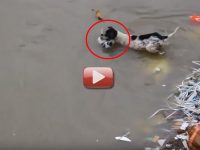 perra salva cachorros rio video