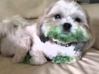 perro come colorante verde video