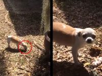 perro entierra sus cachorros video