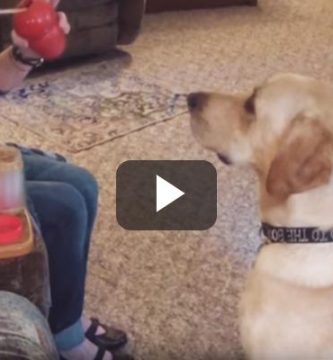 perro muy bien entrenado