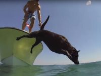 perro pescando langostas video