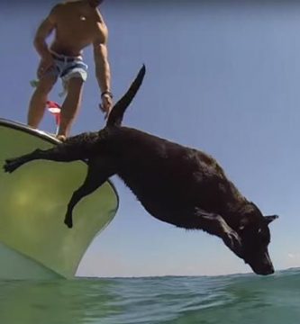 perro pescando langostas video