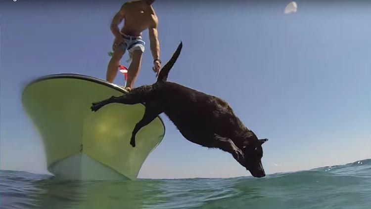 perro pescando langostas video