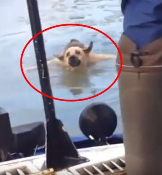 rescate perro hielo video
