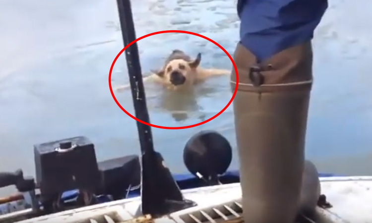 rescate perro hielo video