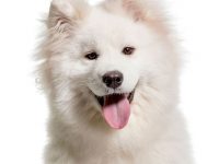 Samoyedo
