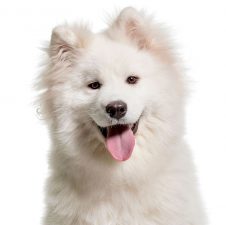 Samoyedo