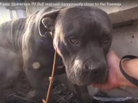 videos de rescates de perros