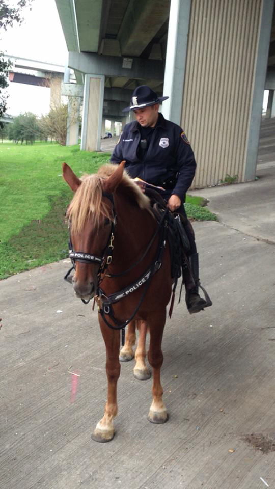 caballo policia muere