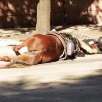 policia abraza caballo muerto