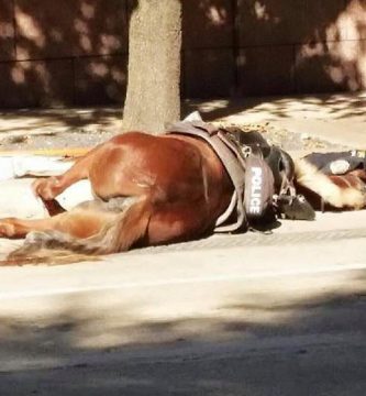 policia abraza caballo muerto