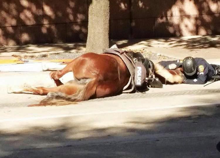 policia abraza caballo muerto