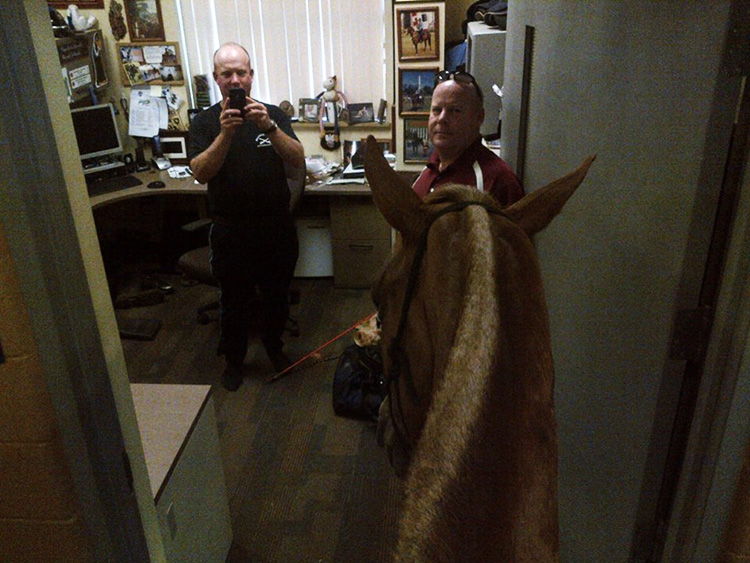 caballo policia muere atropellado