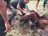 rescate de caballo pozo agua policia colombia