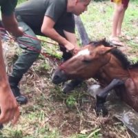 rescate de caballo pozo agua policia colombia