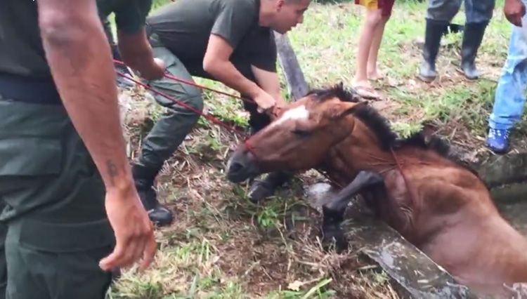 rescate de caballo pozo agua policia colombia