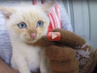 video gopro gatito nieve rescatado