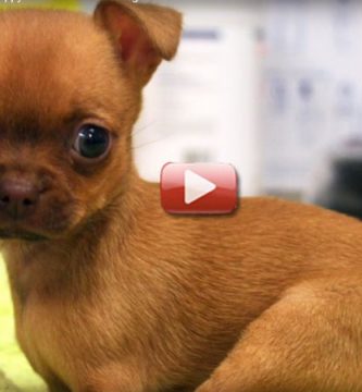 silla de ruedas para perros chihuahua video