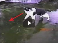 gato pesca en hielo video