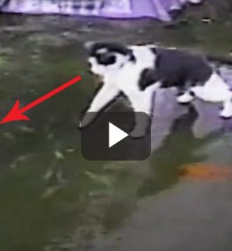 gato pesca en hielo video