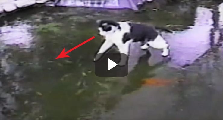 gato pesca en hielo video