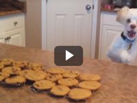 Les gustan las galletas a los perros