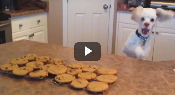 Les gustan las galletas a los perros